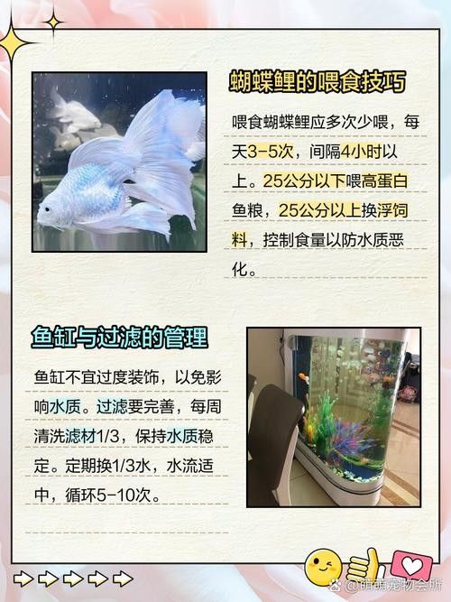 白金龍鳳鯉和蝴蝶鯉哪個更好養(yǎng)