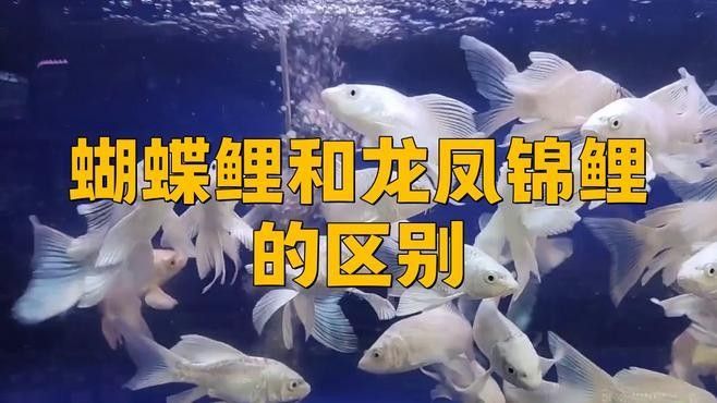 白金龍鳳鯉和蝴蝶鯉哪個更好養(yǎng)