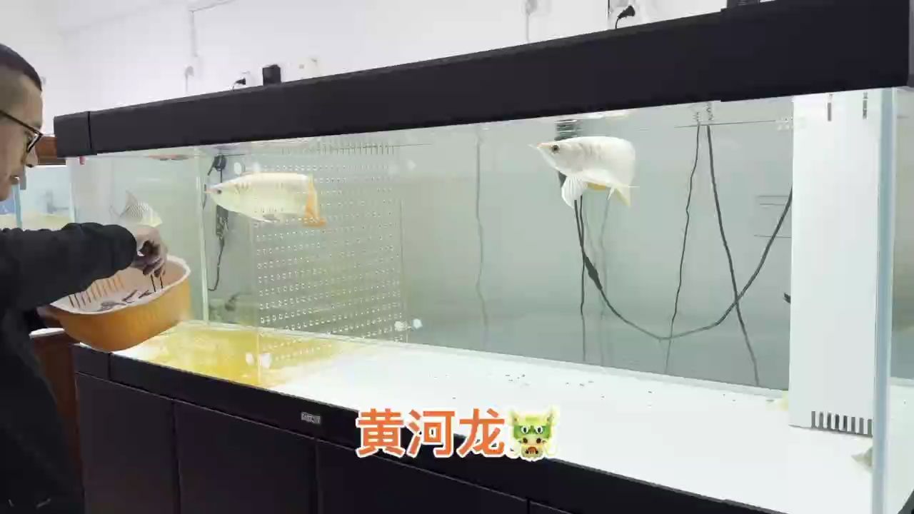 需要高端龍魚的老板聯系，山東省附近隨時送（高端龍魚的老板聯系，山東省附近隨時送）