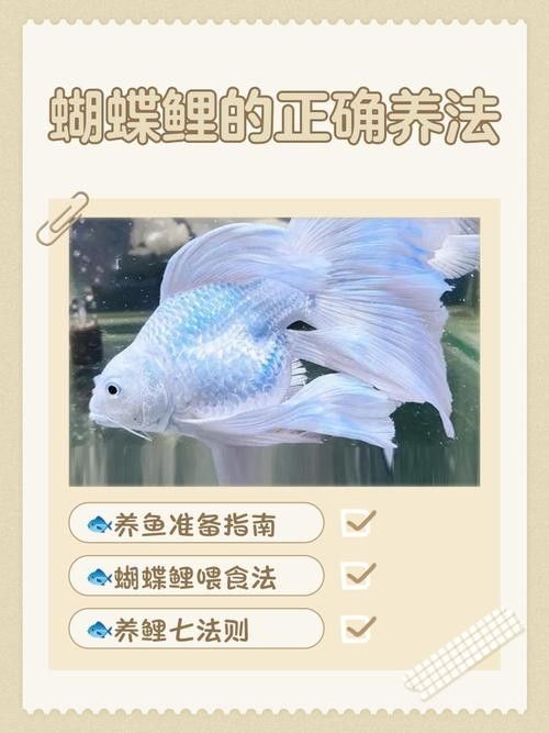 白金龍鳳鯉和蝴蝶鯉哪個更好養(yǎng)