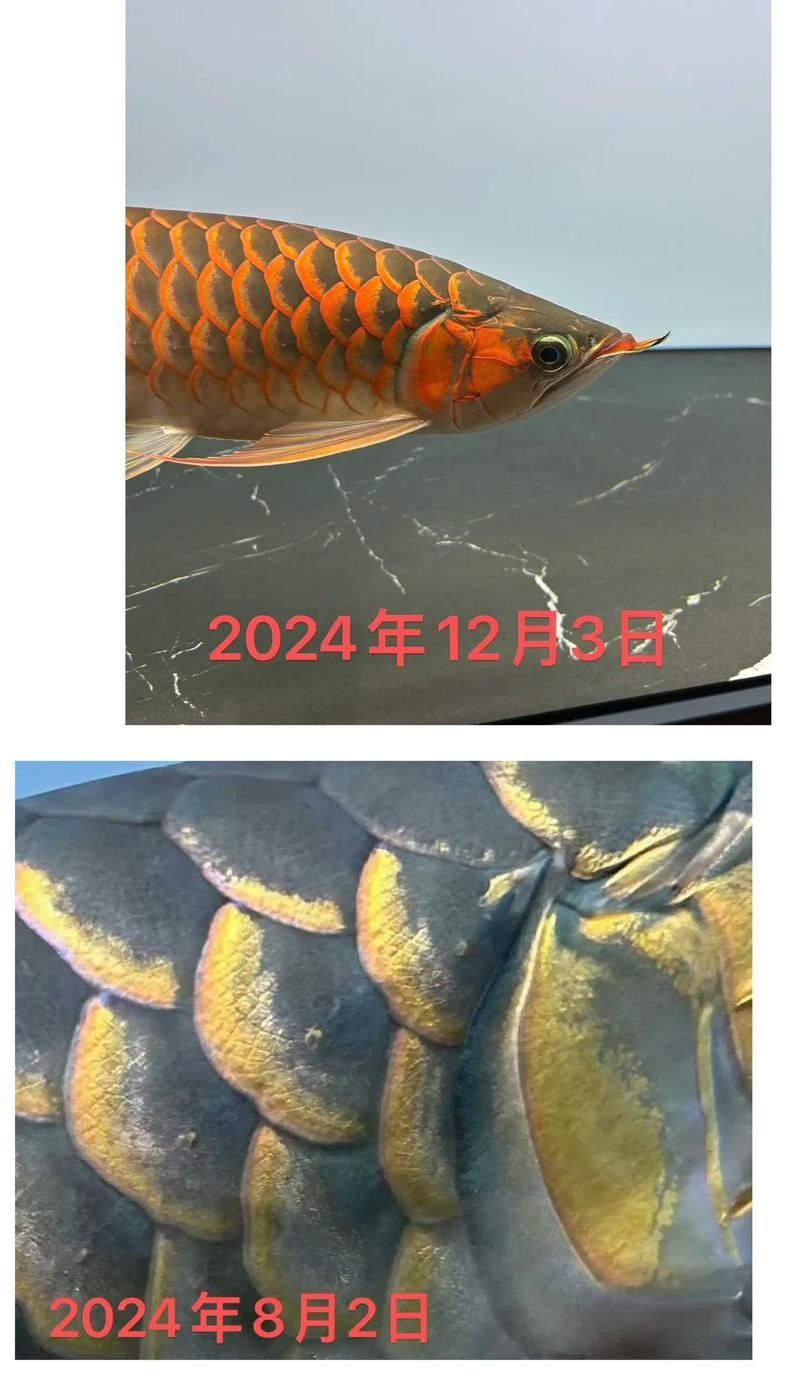 給我一些小紅龍魚的高清圖片（小紅龍魚的高清圖片）