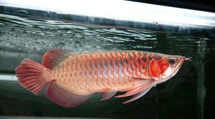給我一些小紅龍魚的高清圖片（小紅龍魚的高清圖片）
