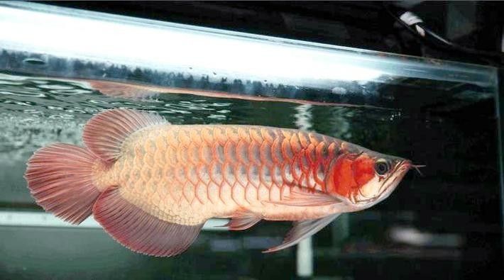 給我一些小紅龍魚的高清圖片（小紅龍魚的高清圖片）