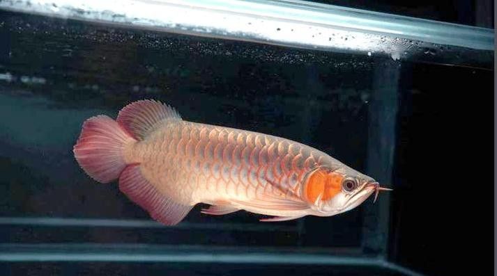 給我一些小紅龍魚的高清圖片（小紅龍魚的高清圖片）