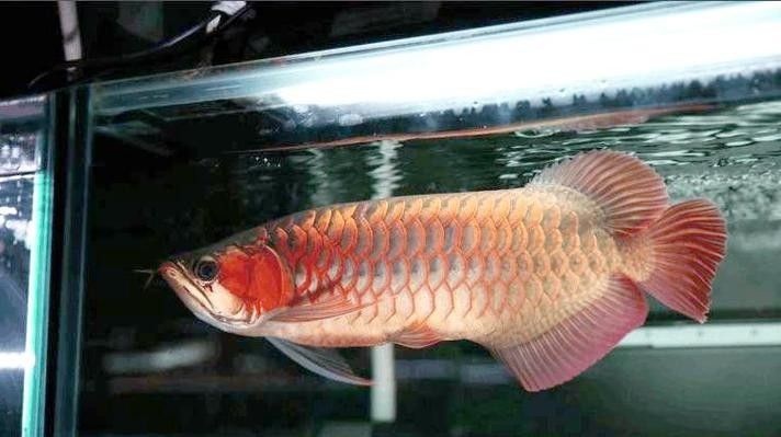 給我一些小紅龍魚的高清圖片（小紅龍魚的高清圖片）