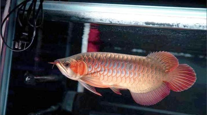 給我一些小紅龍魚的高清圖片（小紅龍魚的高清圖片）