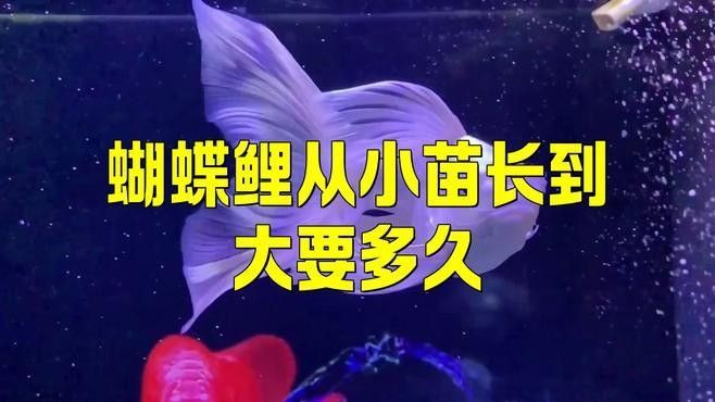 蝴蝶鯉多久能長大？（pimephalespromelas蝴蝶鯉一年長了3cm正常嗎）