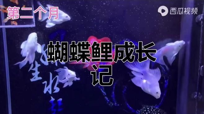 蝴蝶鯉多久能長大？（pimephalespromelas蝴蝶鯉一年長了3cm正常嗎）