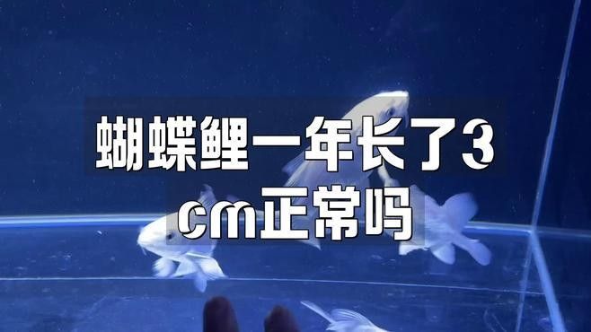 蝴蝶鯉多久能長大？（pimephalespromelas蝴蝶鯉一年長了3cm正常嗎）