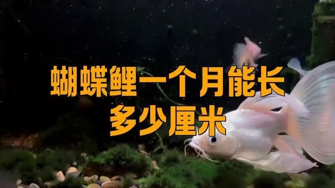 蝴蝶鯉多久能長大？（pimephalespromelas蝴蝶鯉一年長了3cm正常嗎）
