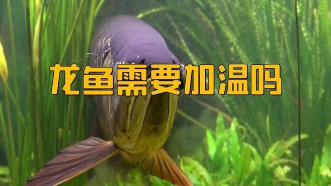 龍魚不加溫能養嗎？（龍魚冬天不加溫能活嗎龍魚不加溫行不行易車網）