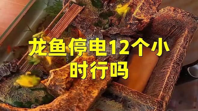龍魚不加溫能養嗎？（龍魚冬天不加溫能活嗎龍魚不加溫行不行易車網）