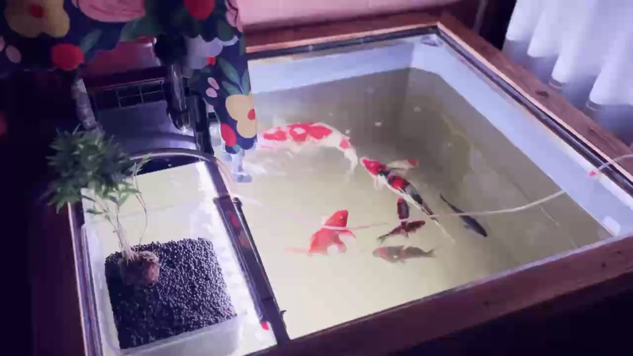 期待小草早日發芽（_tail評論：小草對生態環境的重要性）