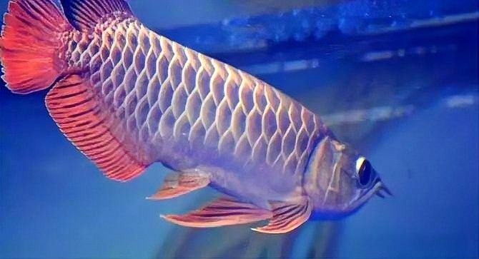 金龍魚和紅龍魚的市場價格差異大嗎（金龍魚和紅龍魚哪個更受歡迎？）