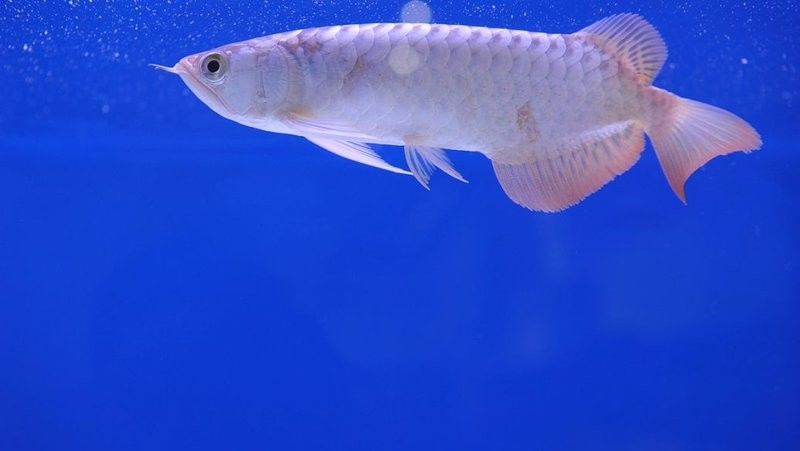 清苑哪個水族館龍魚好？祥龍魚場龍魚（廣州龍魚祥龍魚場紅龍怎么樣祥龍魚場龍魚養殖技巧）