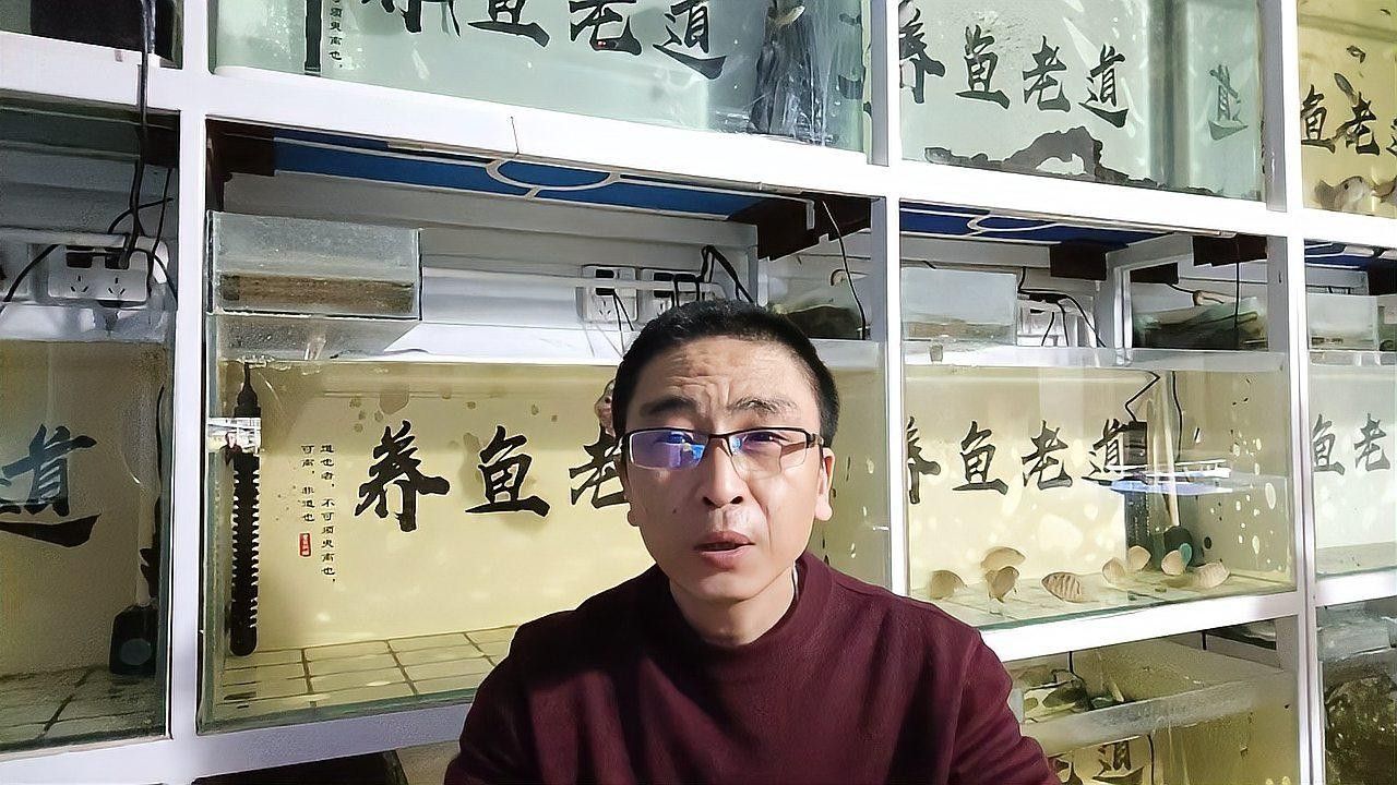 如何選擇適合養(yǎng)龍魚的魚缸（養(yǎng)龍魚的魚缸選擇是確保魚類健康和環(huán)境適宜的關鍵）