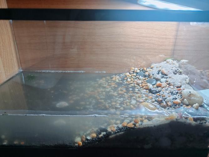如何選擇適合養(yǎng)龍魚的魚缸（養(yǎng)龍魚的魚缸選擇是確保魚類健康和環(huán)境適宜的關鍵）