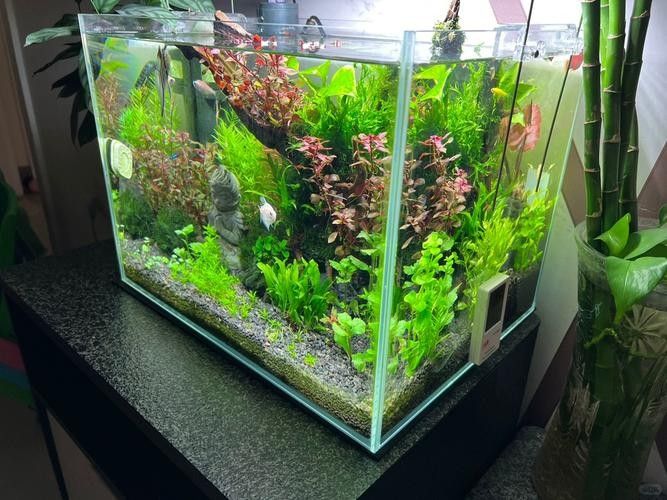 如何選擇適合養(yǎng)龍魚的魚缸（養(yǎng)龍魚的魚缸選擇是確保魚類健康和環(huán)境適宜的關鍵）