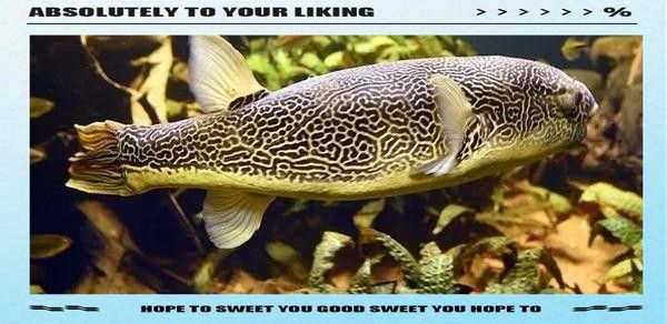 如何選擇性格溫和的狗頭魚