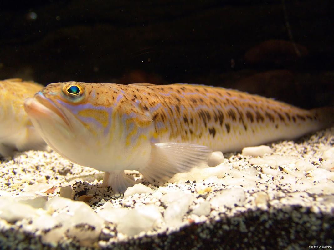 如何選擇性格溫和的狗頭魚