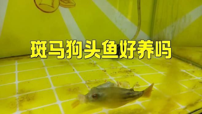 如何選擇性格溫和的狗頭魚