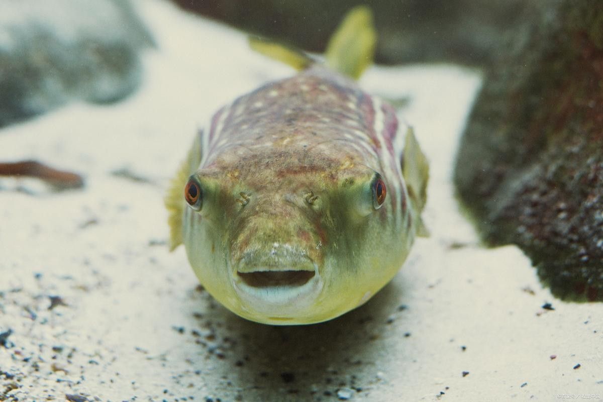 如何選擇性格溫和的狗頭魚