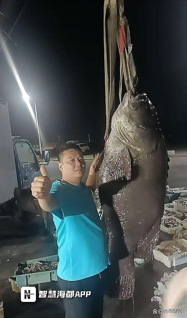 巨龍魚的市場價格是多少（巨龍魚價格行情證券之星10月1日鳙魚價格查詢）
