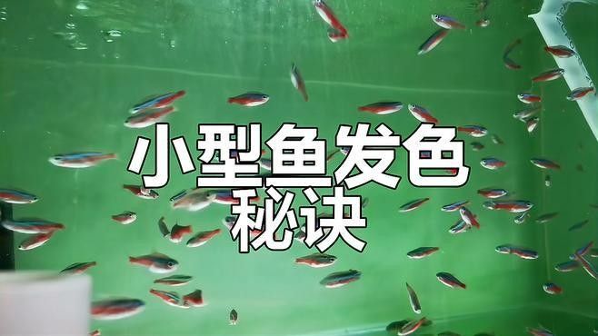自然光下藍底過背金龍魚顏色會變化嗎？（自然光下藍底過背金龍魚的顏色變化）