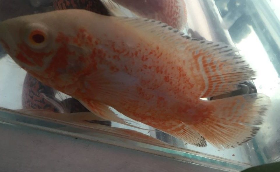 自然光下藍底過背金龍魚顏色會變化嗎？（自然光下藍底過背金龍魚的顏色變化）