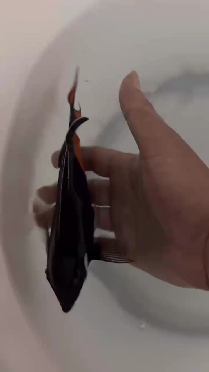 海水觀賞魚，海缸