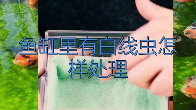 龍魚缸里有白色線蟲會自愈嗎（魚缸出現(xiàn)白色線蟲怎么辦）