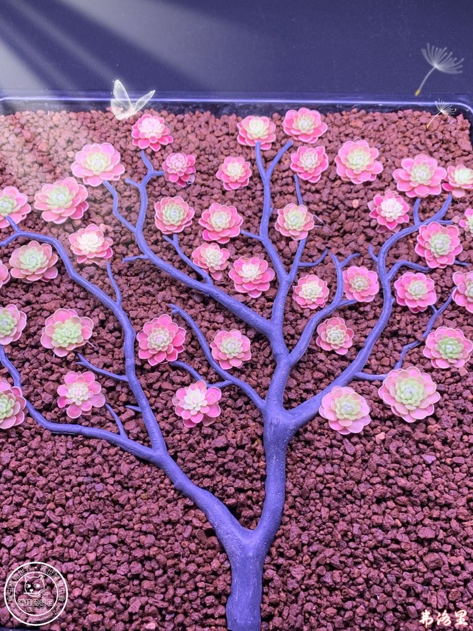 風里漂浮著什么，花瓣還是露水～（植物與風和雨之間的關系）