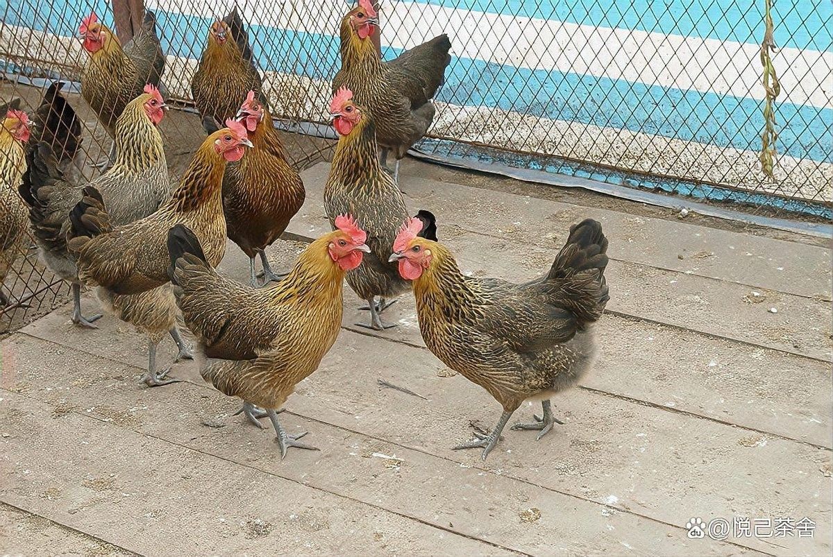 給我推薦一些改良品種