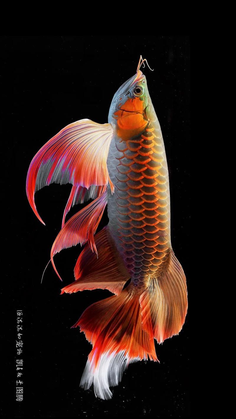 給我推薦幾張高清的龍魚壁紙（如何找到高質量的龍魚壁紙）