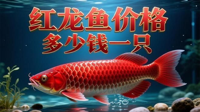 白玉紅龍魚的價格是多少（白玉紅龍魚價格一般是多少？）