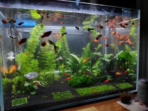 黃粉對龍魚有副作用嗎？