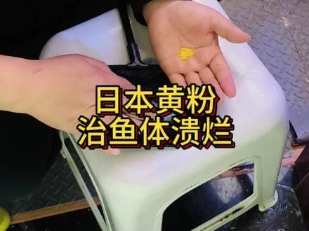 黃粉對龍魚有副作用嗎？