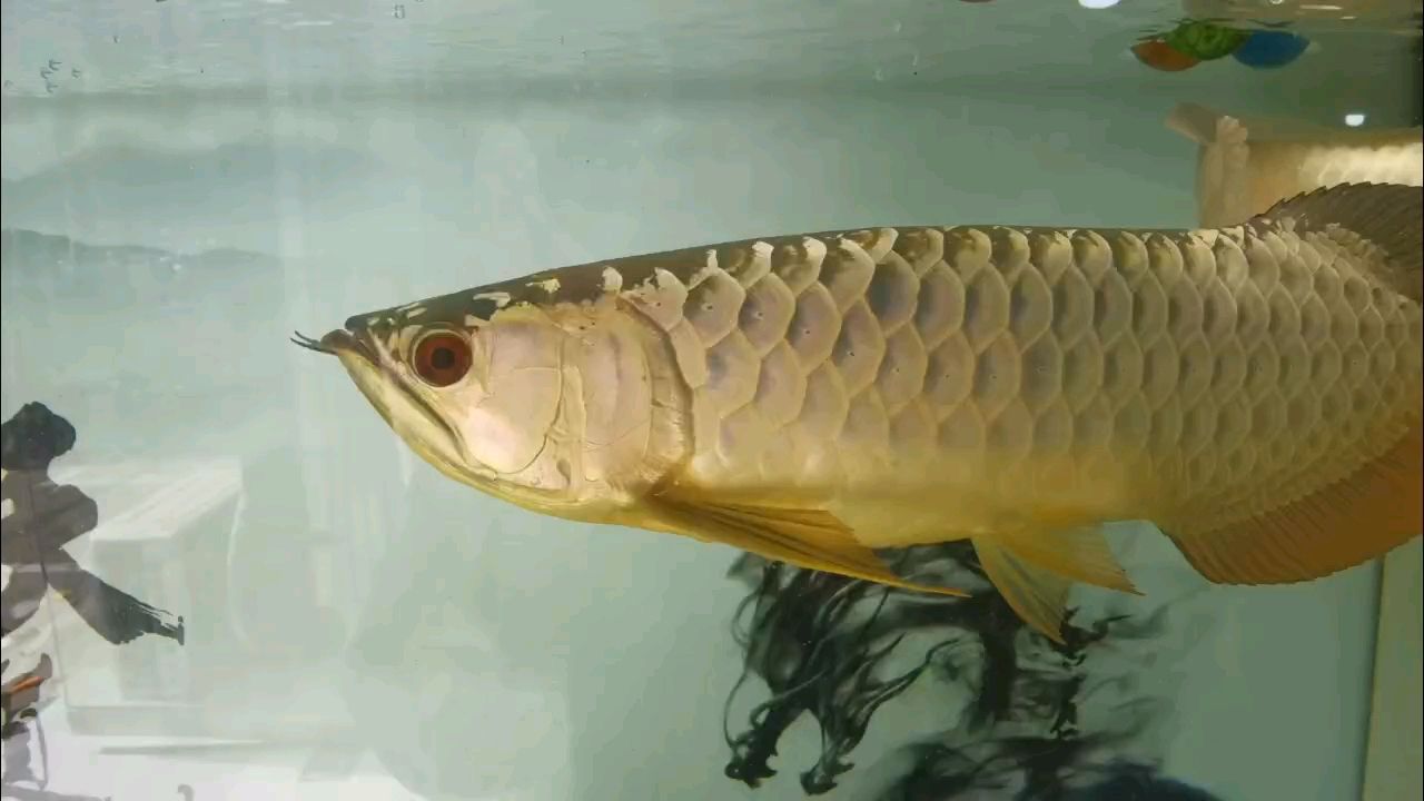 慢慢發色吧[aini][aini]（“慢慢發色吧”）