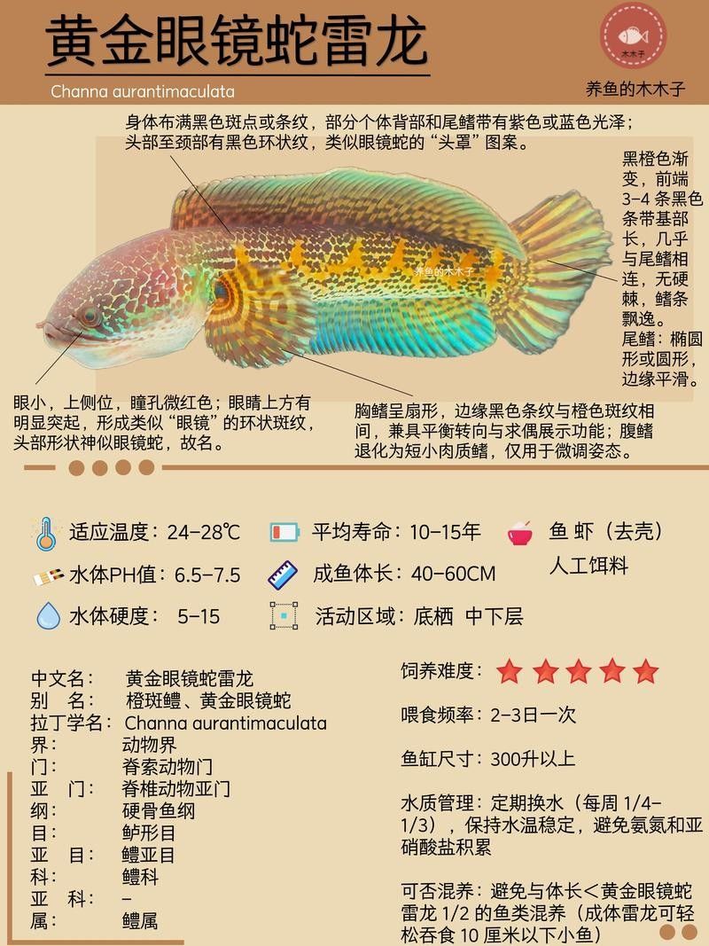鬼王雷龍魚的價(jià)格是多少？（鬼王雷龍魚市場(chǎng)價(jià)格走勢(shì)）