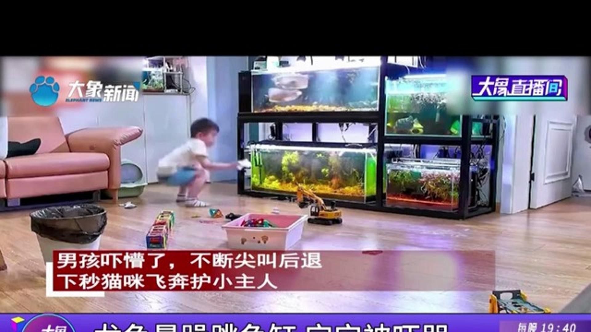 龍魚跳缸與哪些因素關系最大