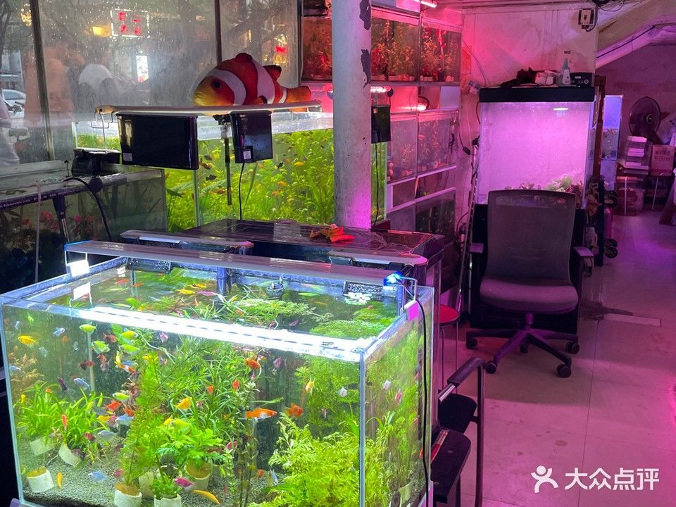 南京哪個(gè)水族館龍魚好？祥龍魚場龍魚（南京祥龍魚場是一個(gè)值得一游的地方，無論你是龍魚愛好者還是普通游客）