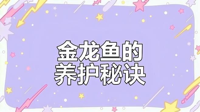 50公分金龍魚活體價格是多少