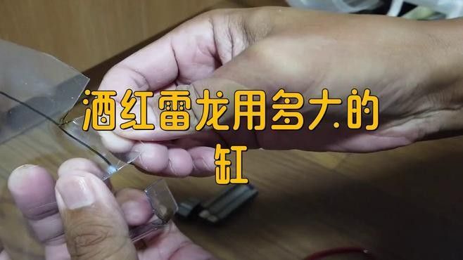 雷龍魚(yú)群養(yǎng)需要多大的魚(yú)缸？