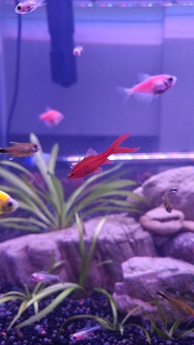 紅櫻桃（養了三年的紅櫻桃只剩一只了）