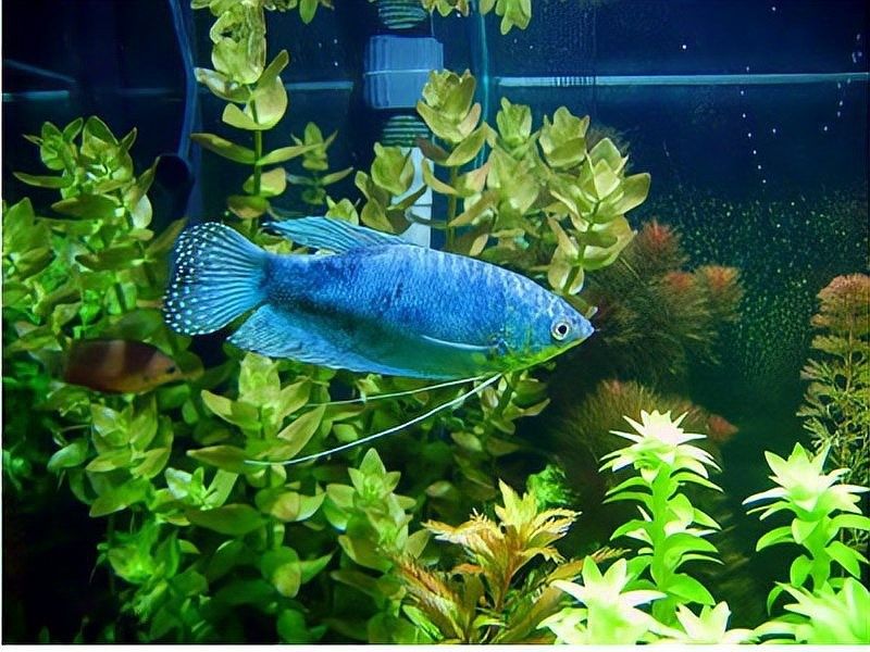 哪種食物是曼龍魚的最愛（曼龍魚吃什么最好曼龍魚最愛吃三種食物職引幫幫幫）