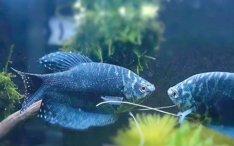 哪種食物是曼龍魚的最愛（曼龍魚吃什么最好曼龍魚最愛吃三種食物職引幫幫幫）