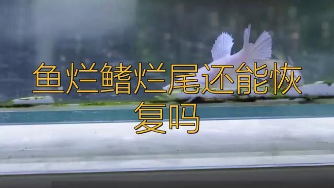 紅龍魚爛鰭會自愈嗎