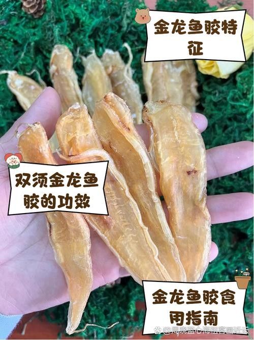 如何判斷金龍魚膠的年份
