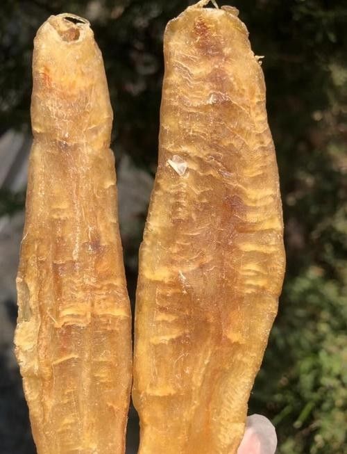 如何判斷金龍魚膠的年份