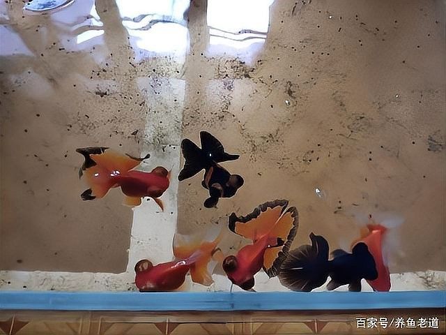 龍魚鰭爛病多久會死（龍魚爛尾爛鱗怎么治療）